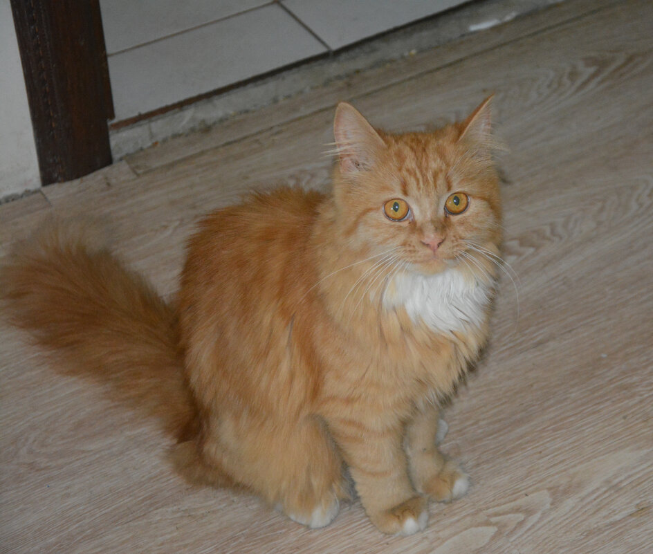 Рыжая "девочка" из Домодедово - Александр Буянов