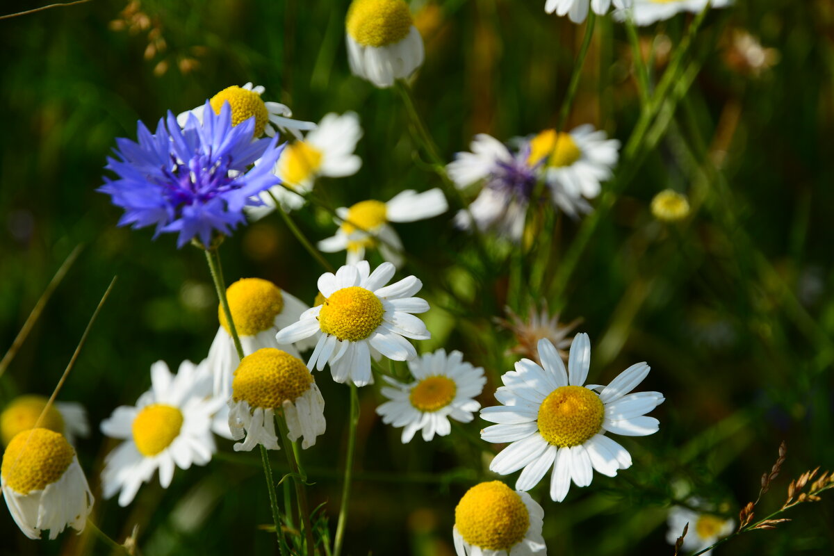 Летние цветы. - Михаил Колосов 