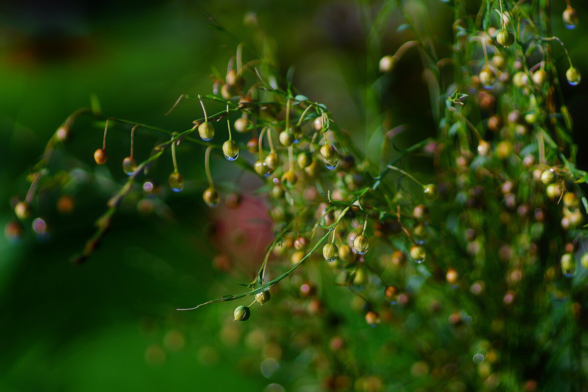 Лён - Наталья Лакомова