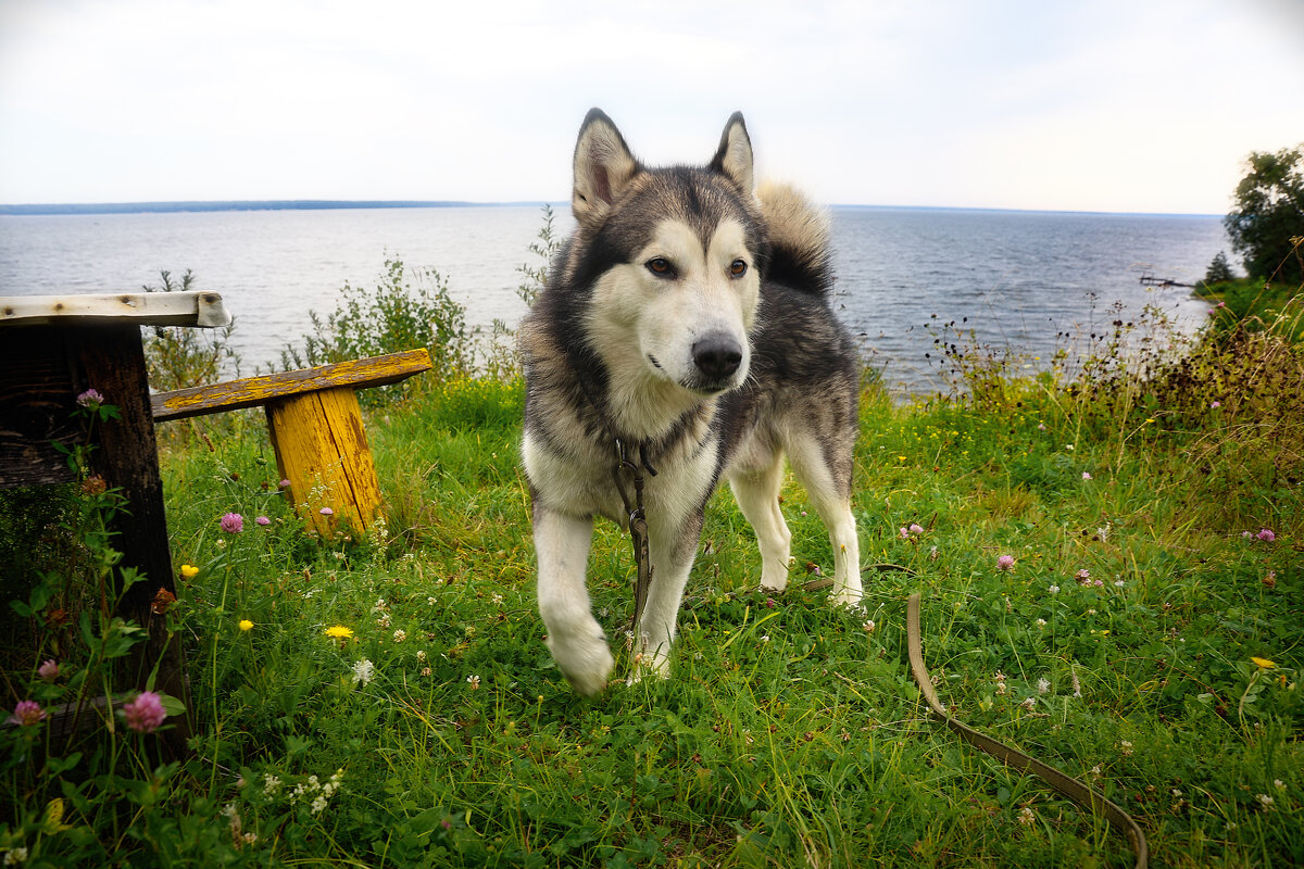 Ярик. - leff Postnov