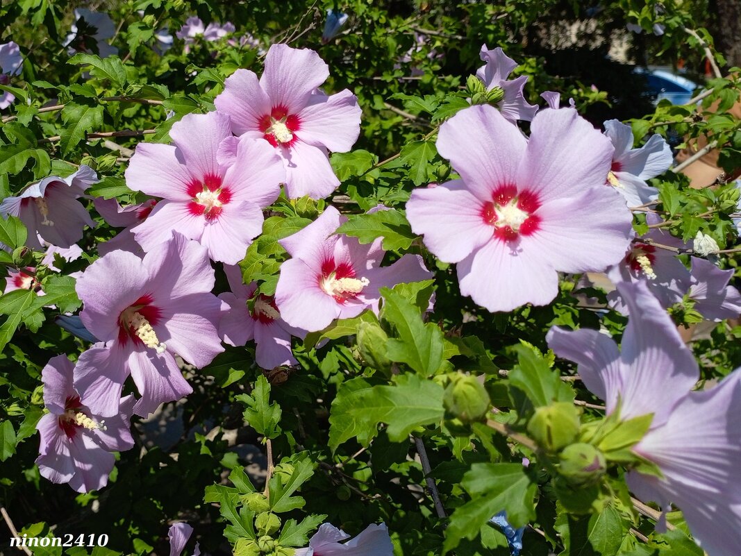 Ростовское лето - Нина Бутко