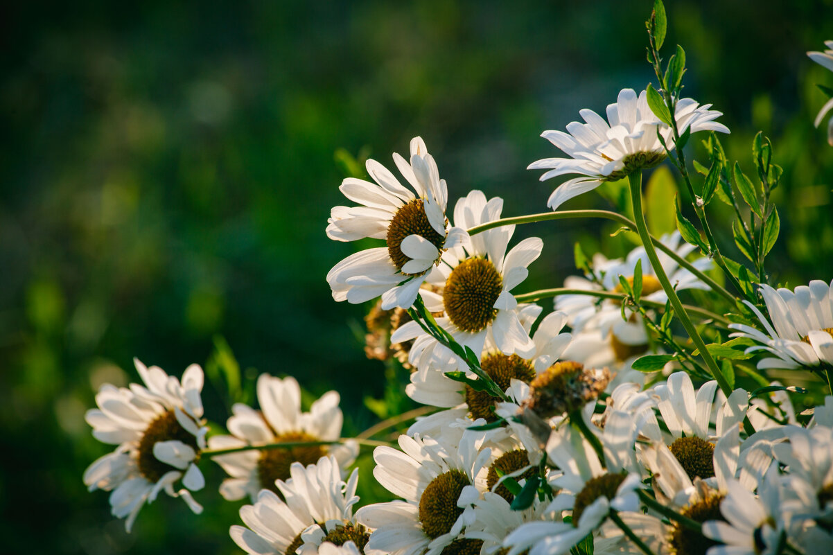 Нежность. Утро. - Вячеслав Владимирович Нежность. Утро. - Вячеслав Владимирович
