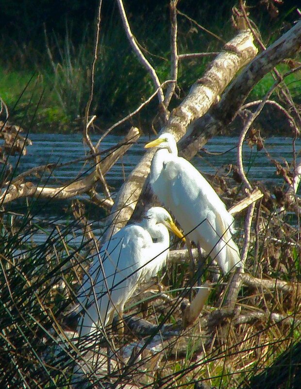 большие белые цапли - gawrilа - dan