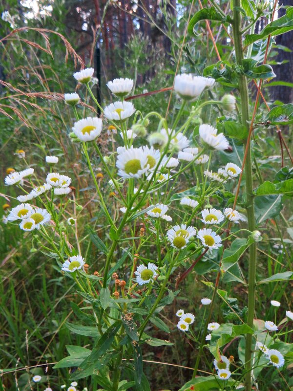 природа - марта Камушкина