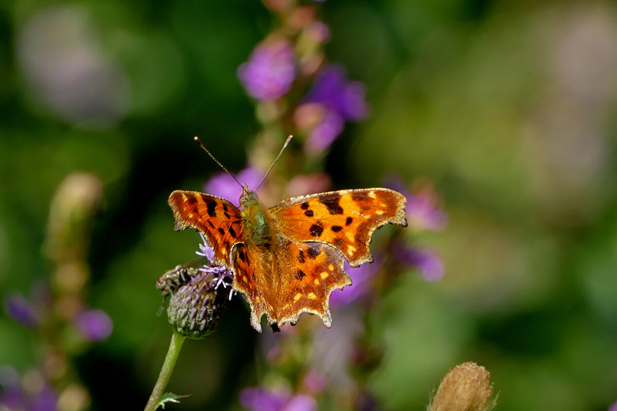 из снятого 1 августа 24 - Александр Прокудин