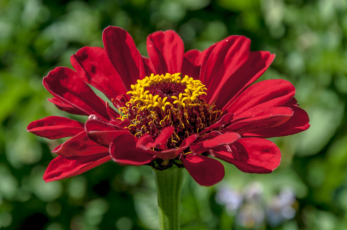 Цветочное лето - Aquarius - Сергей Цветочное лето - Aquarius - Сергей