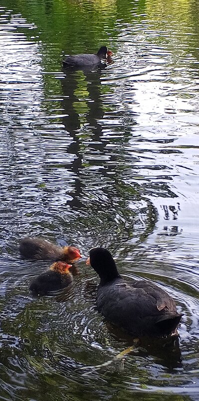 Лысухи - Сапсан 