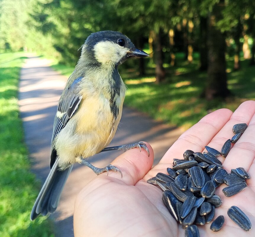 Синица - Сапсан 