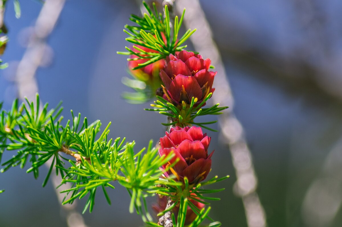 Лиственница - Виктор Иванович Чернюк Лиственница - Виктор Иванович Чернюк
