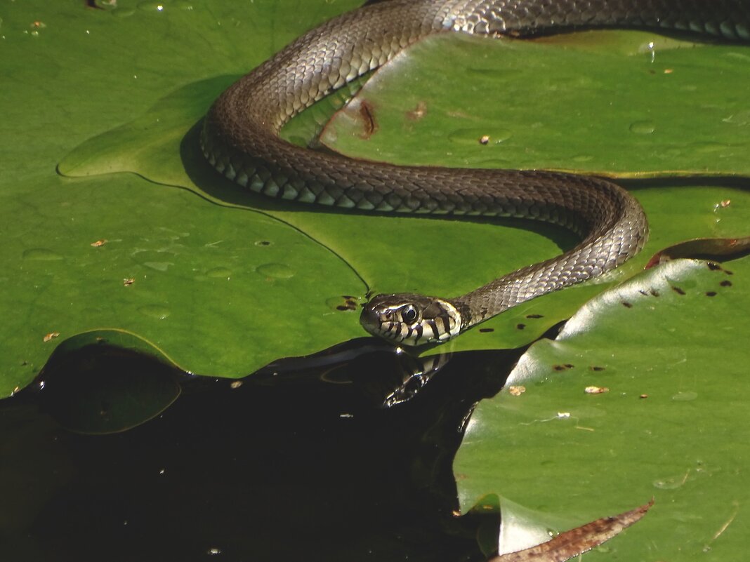 *** - Елена Kазак (selena1965)