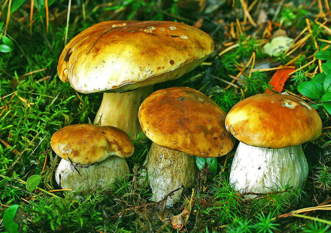 Июль...Семейство белых грибов! - Владимир 