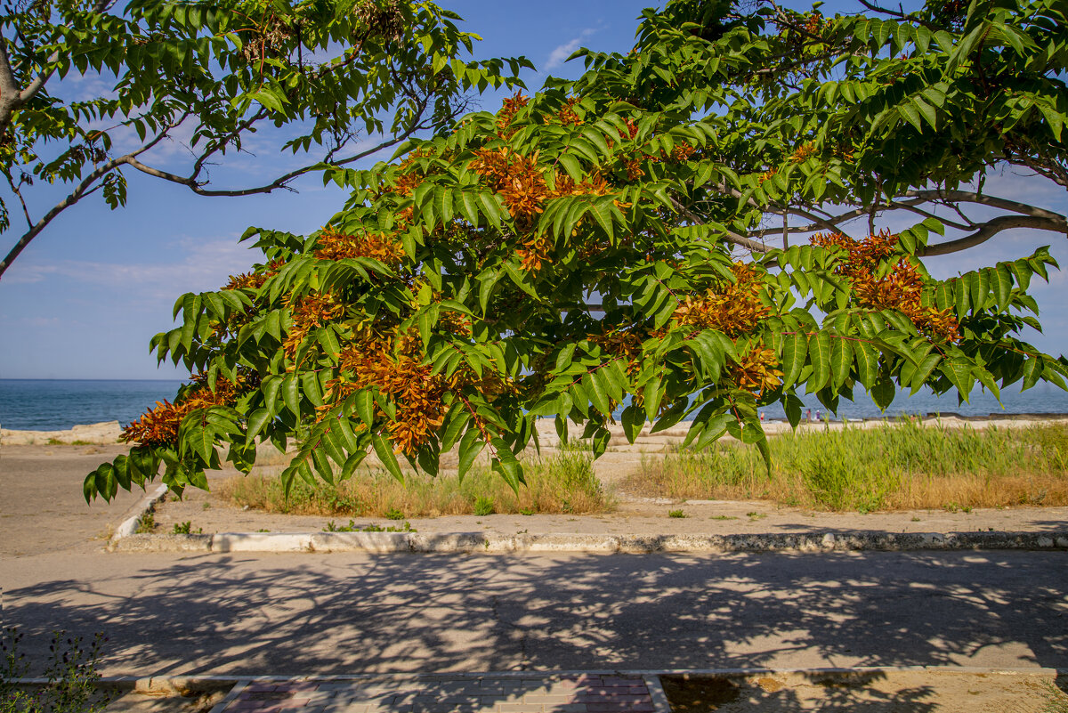 Скоро осень - Анатолий Чикчирный Скоро осень - Анатолий Чикчирный