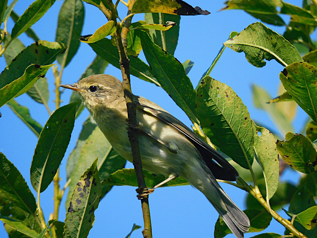 Пеночка - Лина Пеночка - Лина