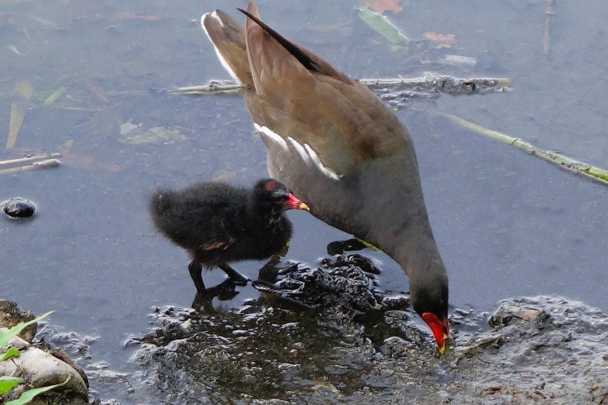 Камышница и камышонок - Рита Симонова