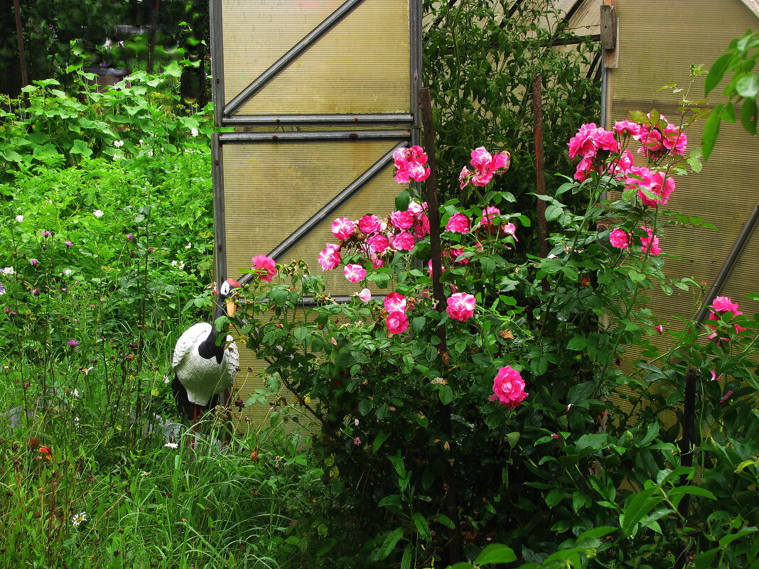 Розовая роза - Людмила Смородинская Розовая роза - Людмила Смородинская