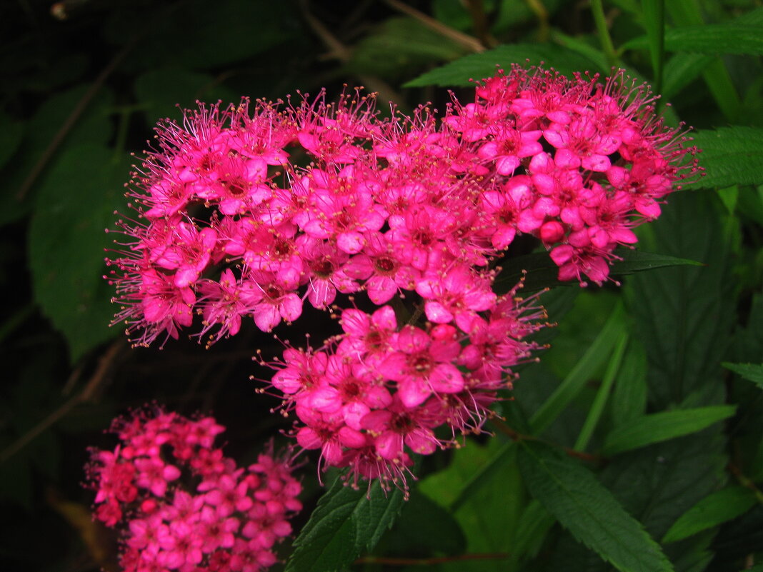 Спирея цветёт - Людмила Смородинская Спирея цветёт - Людмила Смородинская