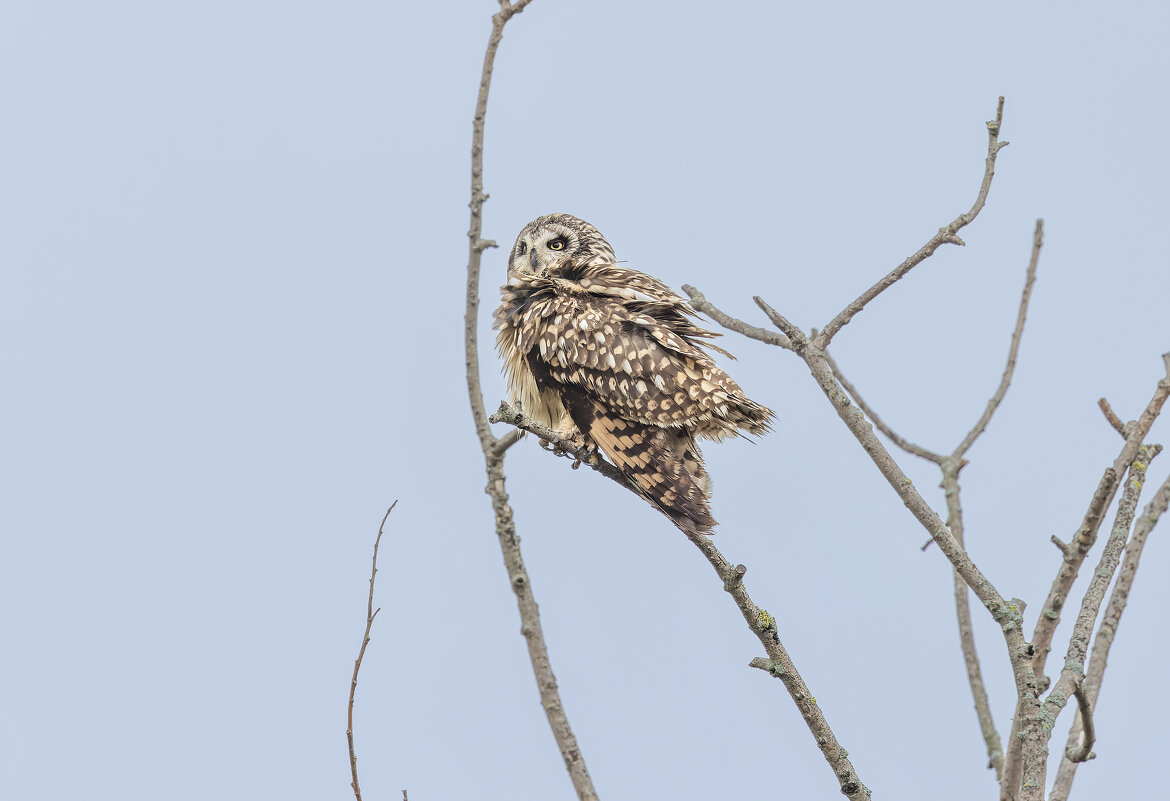 сова болотная. - юрий макаров