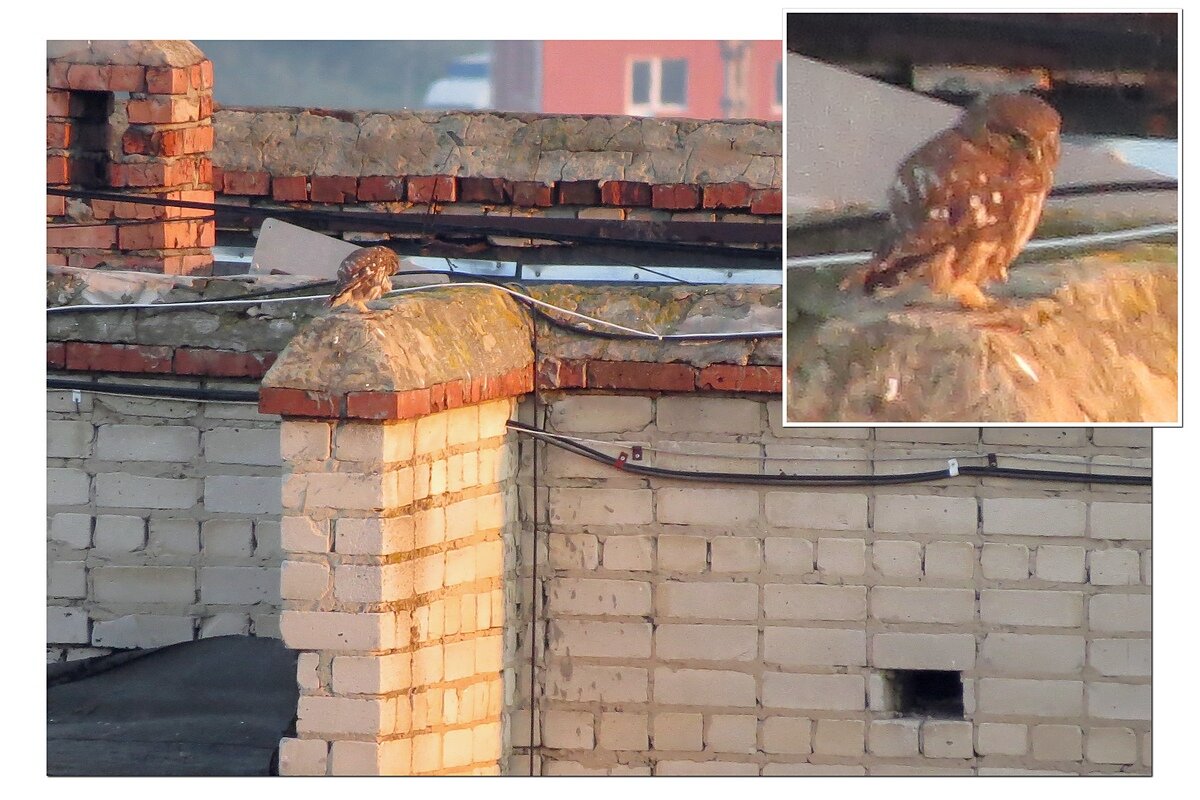 Домовый сыч - Сеня Белгородский