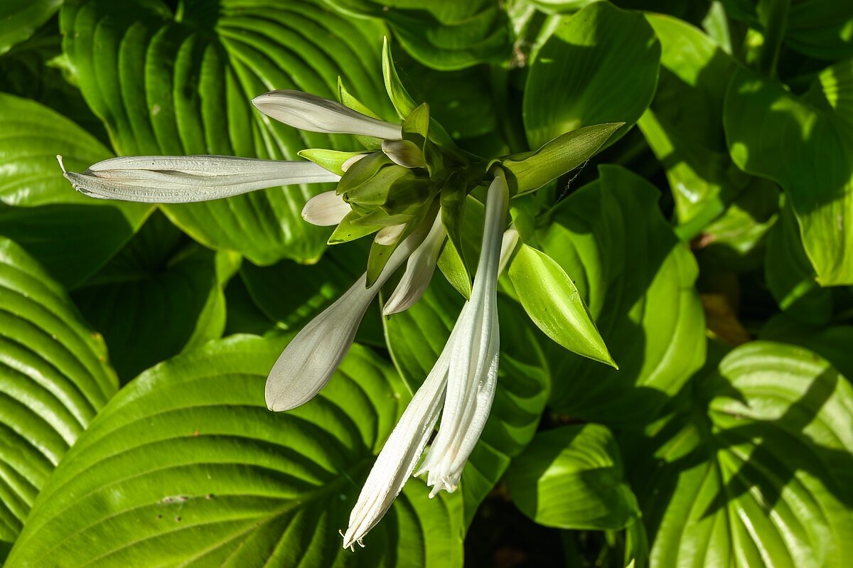 Хоста лопуховая - Игорь Сикорский Хоста лопуховая - Игорь Сикорский