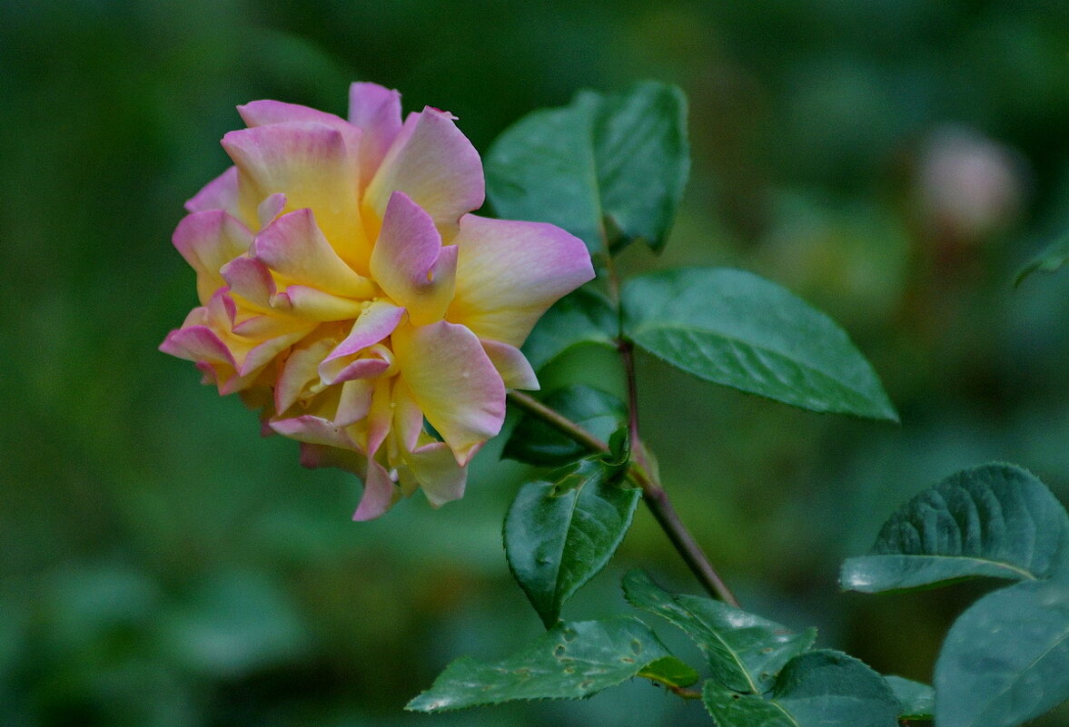 Розы Августа... - Николай Саржанов Розы Августа... - Николай Саржанов