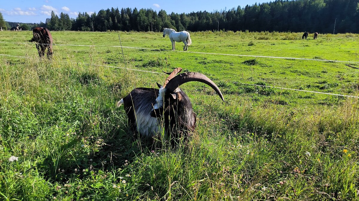 В полях Яви Нави. - Ольга 