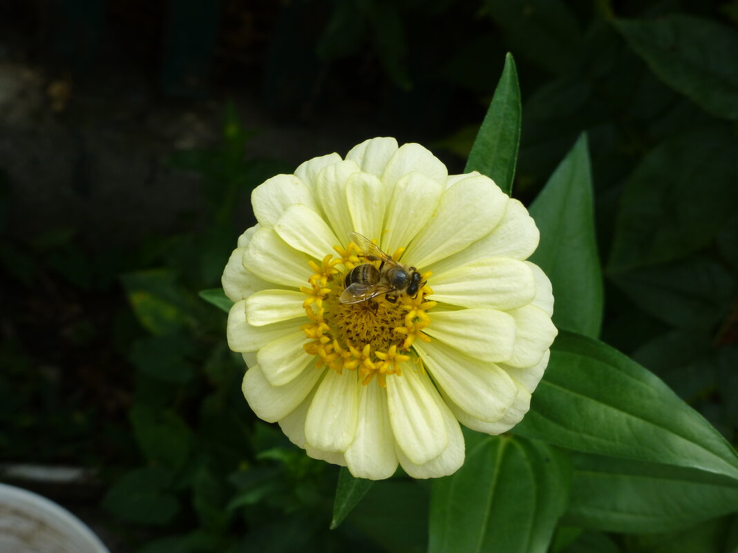 Циния белая - Валентин Семчишин Циния белая - Валентин Семчишин