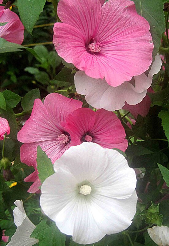 Лаватера - Елена Семигина Лаватера - Елена Семигина