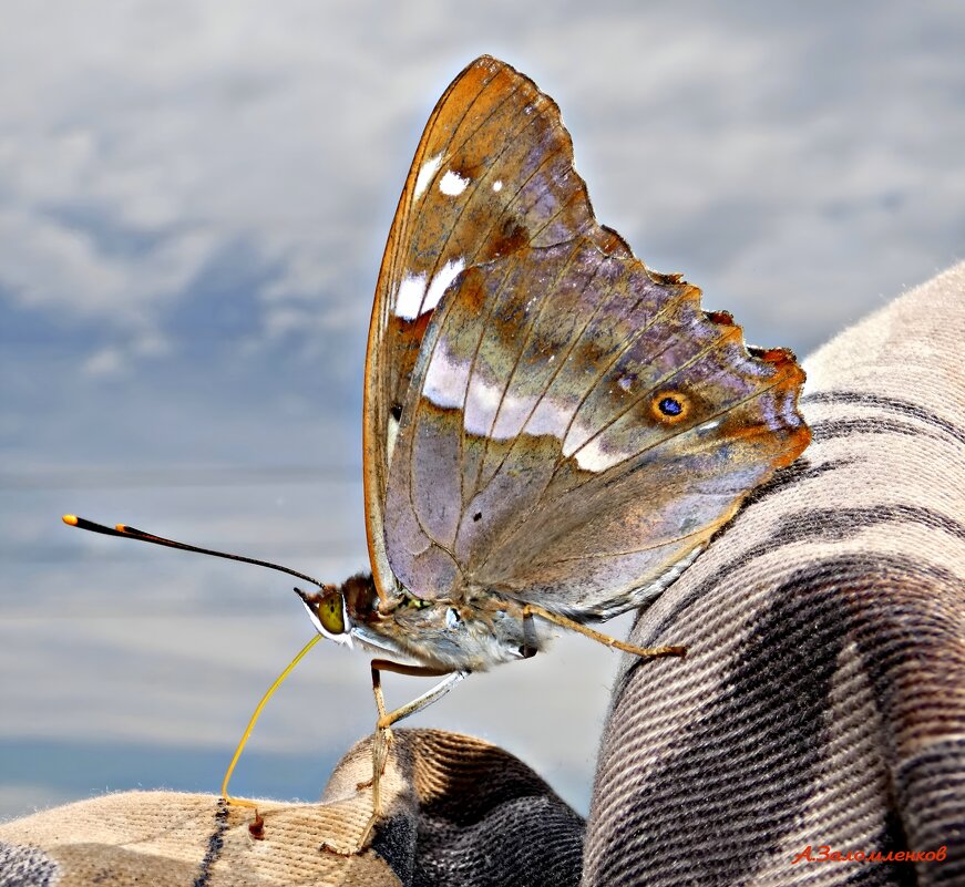 Поедем, красотка, кататься! :-) - Андрей Заломленков Поедем, красотка, кататься! :-) - Андрей Заломленков