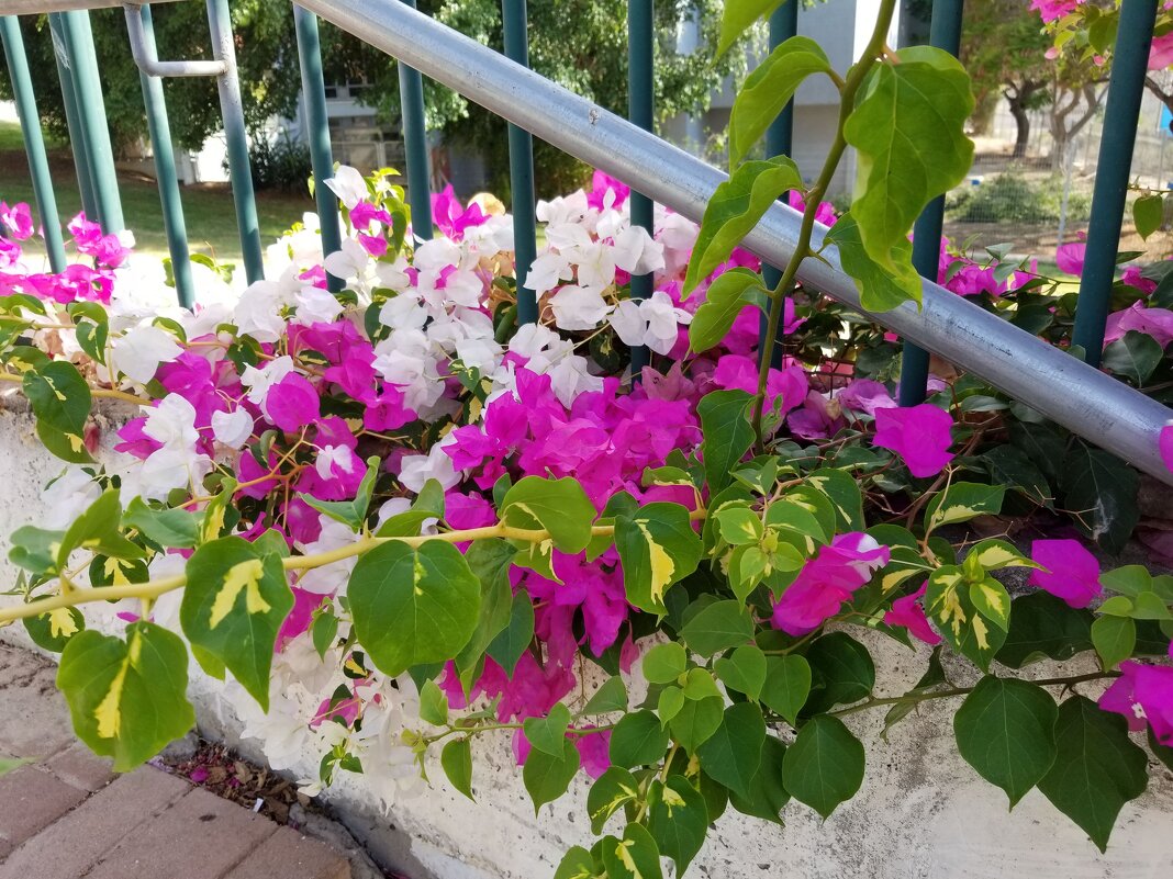 " - Светлана Хращевская " - Светлана Хращевская