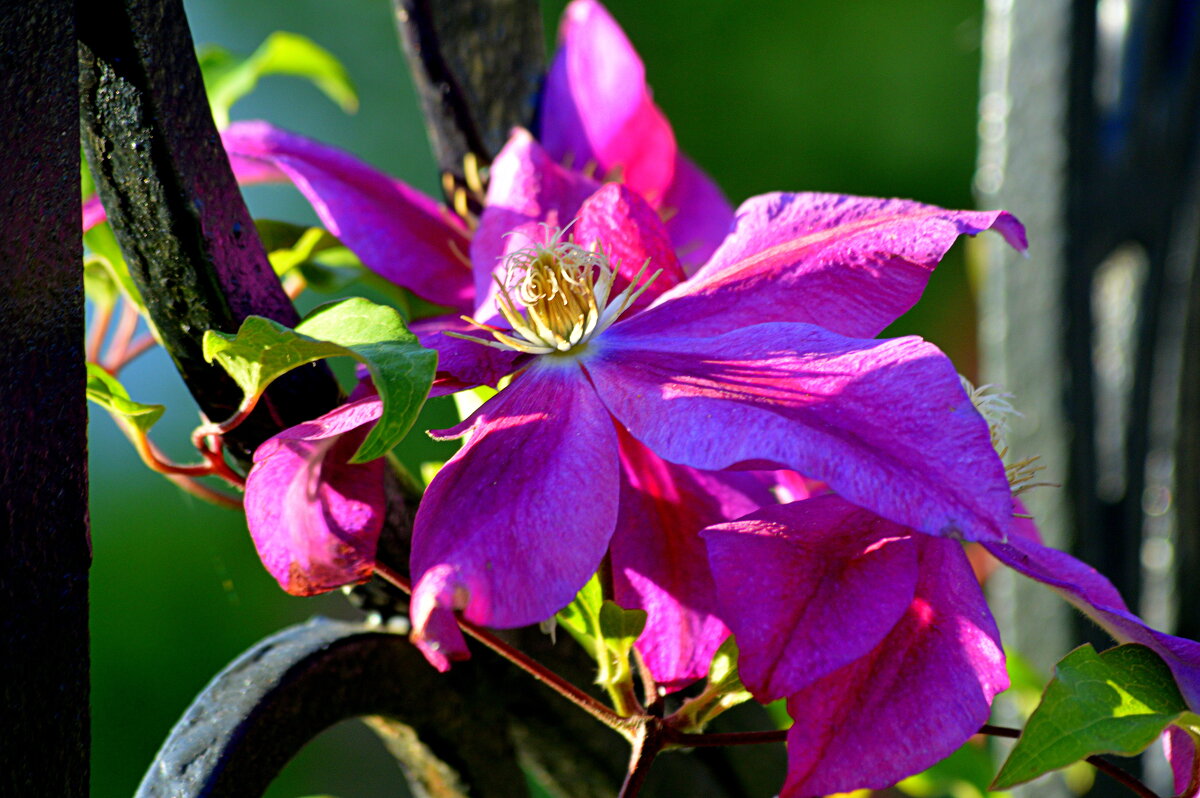 Клематис - Татьяна Лютаева Клематис - Татьяна Лютаева