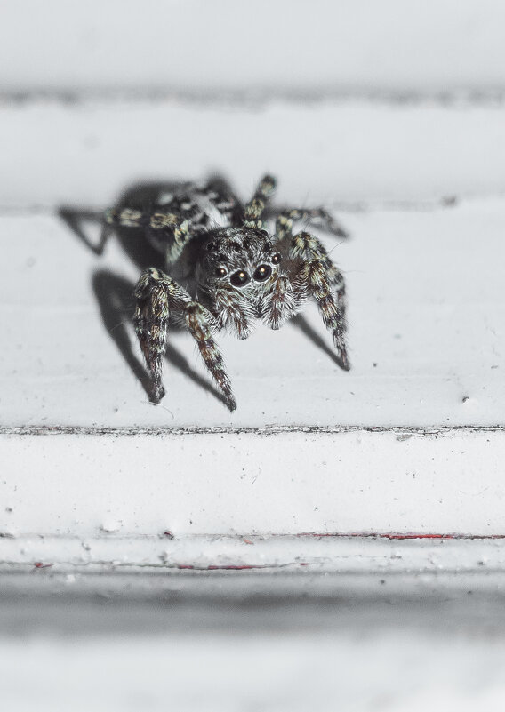 Jumping Spider | 6 - Sergey Sonvar