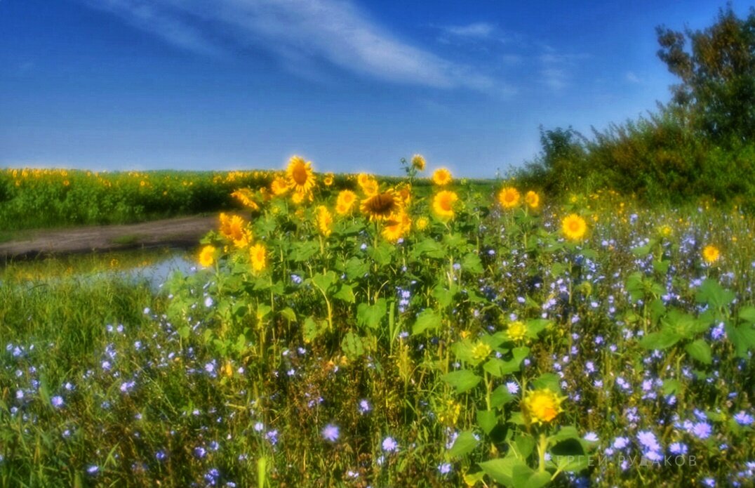 Утро с подсолнухами - Сергей 