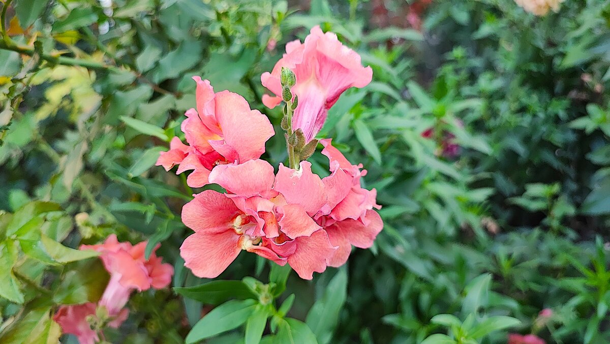 ,,, - Сергей Тимоновский ,,, - Сергей Тимоновский