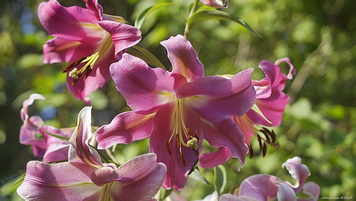 Лилия.....для Лилии - Ольга Cоломатина