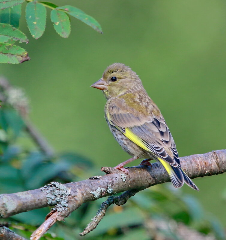 зеленушки первые шаги ... - Andrey Bragin зеленушки первые шаги ... - Andrey Bragin