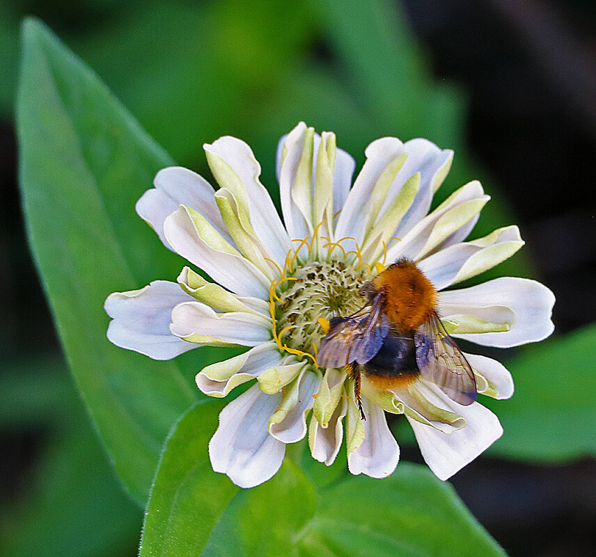 *** - Светлана 