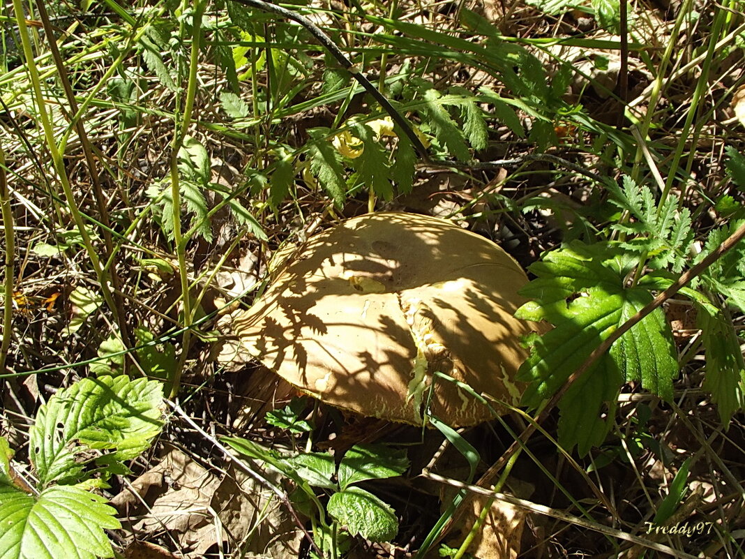 Спрятался... - Freddy 97