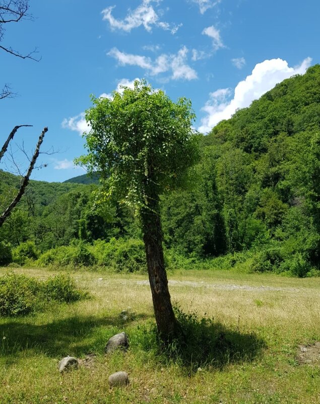 ПЛАСТУНКА-СОЧИ - Tata Wolf