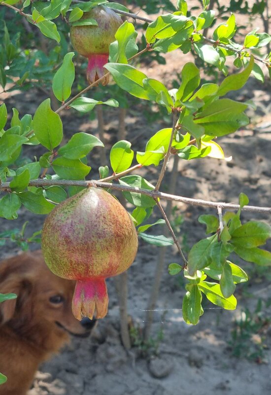 Улыбка из-под граната :) - Наталья 