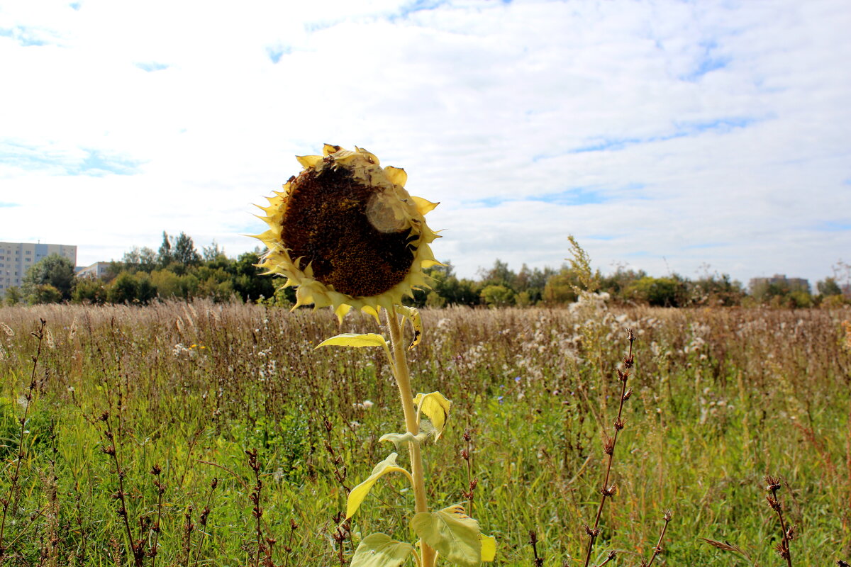 Король-подсолнух 2 - Марсель Валеев Король-подсолнух 2 - Марсель Валеев