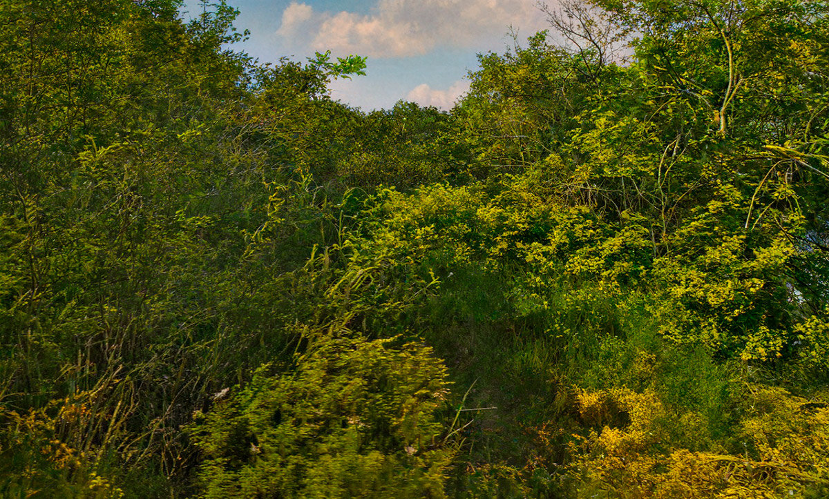 Пиванские "джунгли" - Людмила Фил