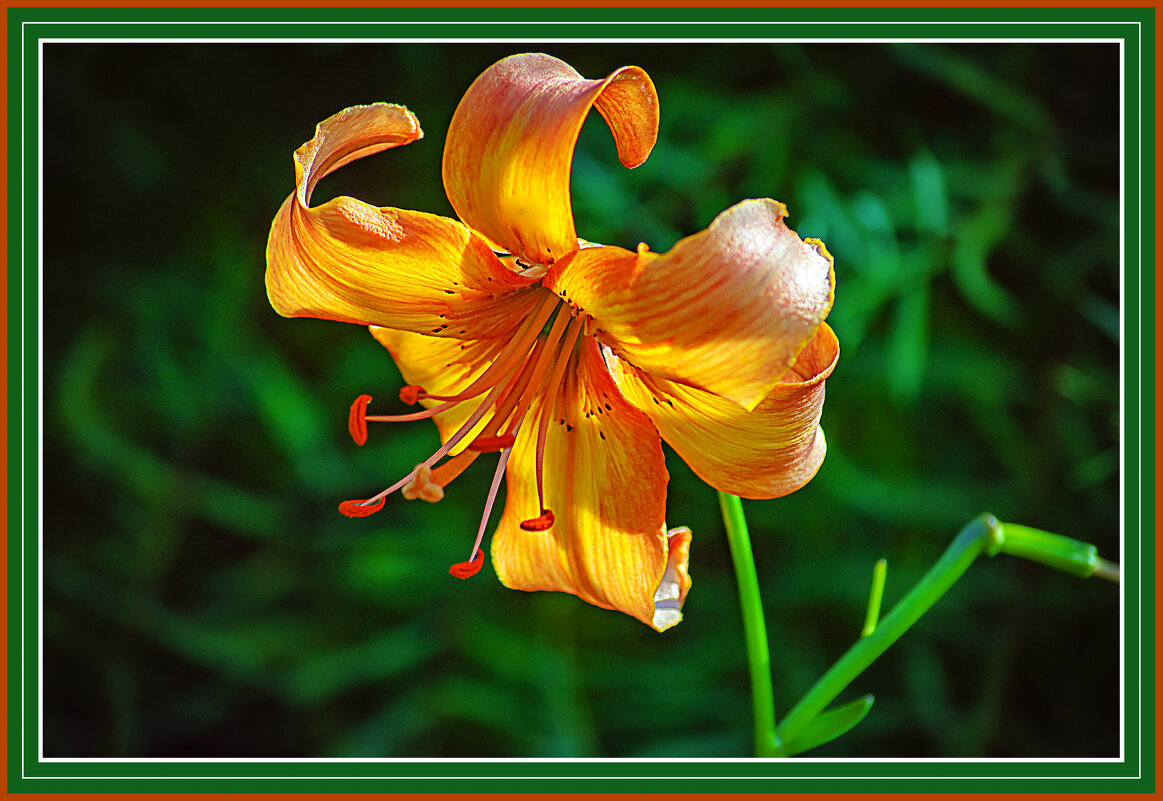 Фотозарисовка - Владимир Кроливец Фотозарисовка - Владимир Кроливец