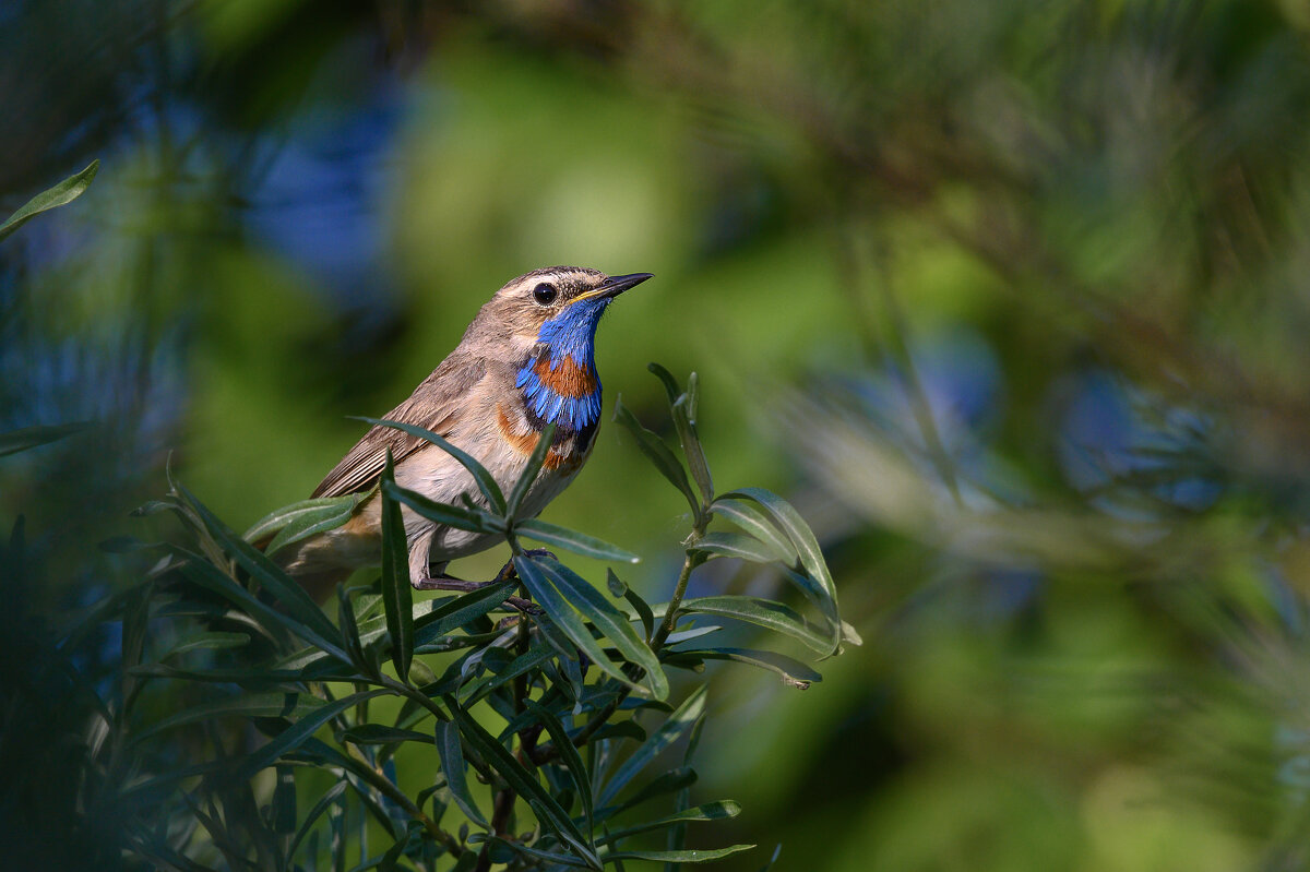 Варакуша - Дмитрий 