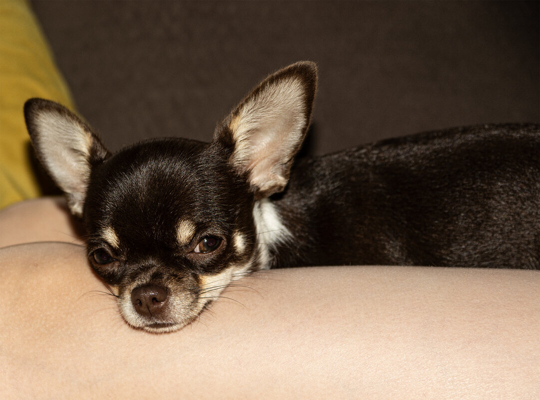 Братья меньшие.. - Юрий Яньков