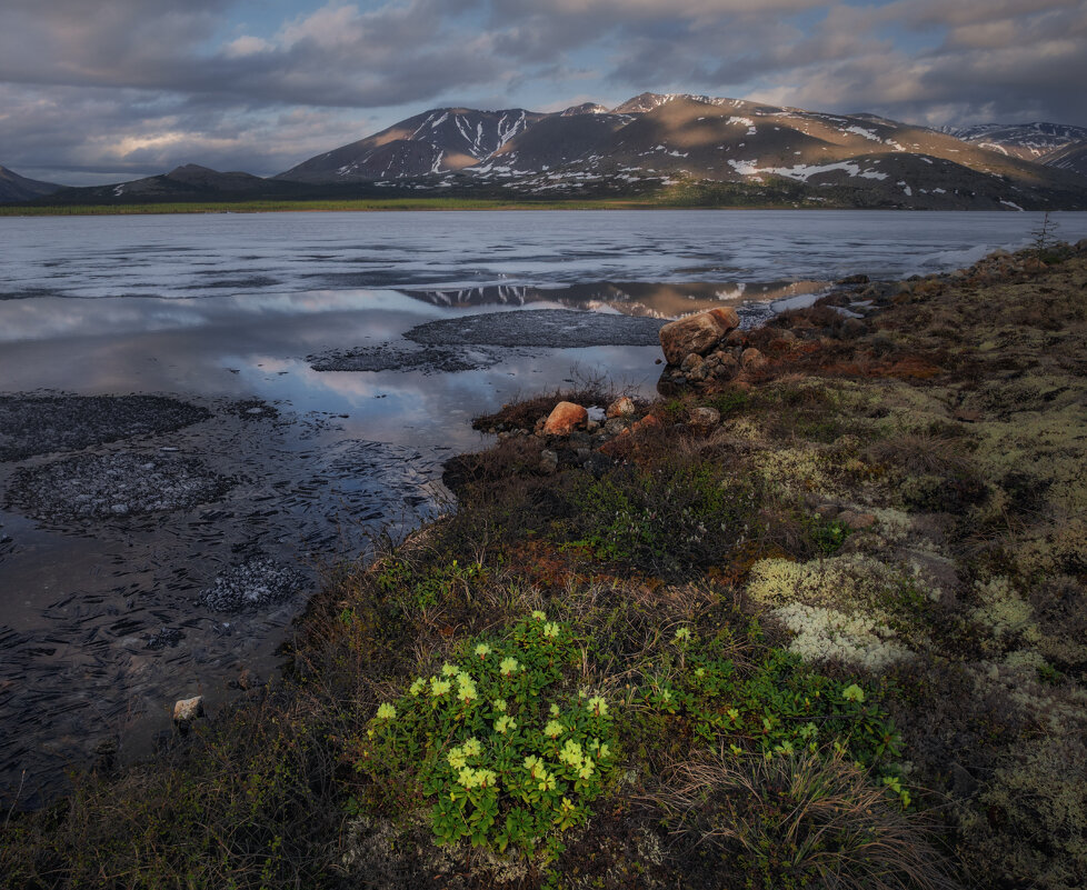 Колымские рододендроны - Дмитрий Шишкин