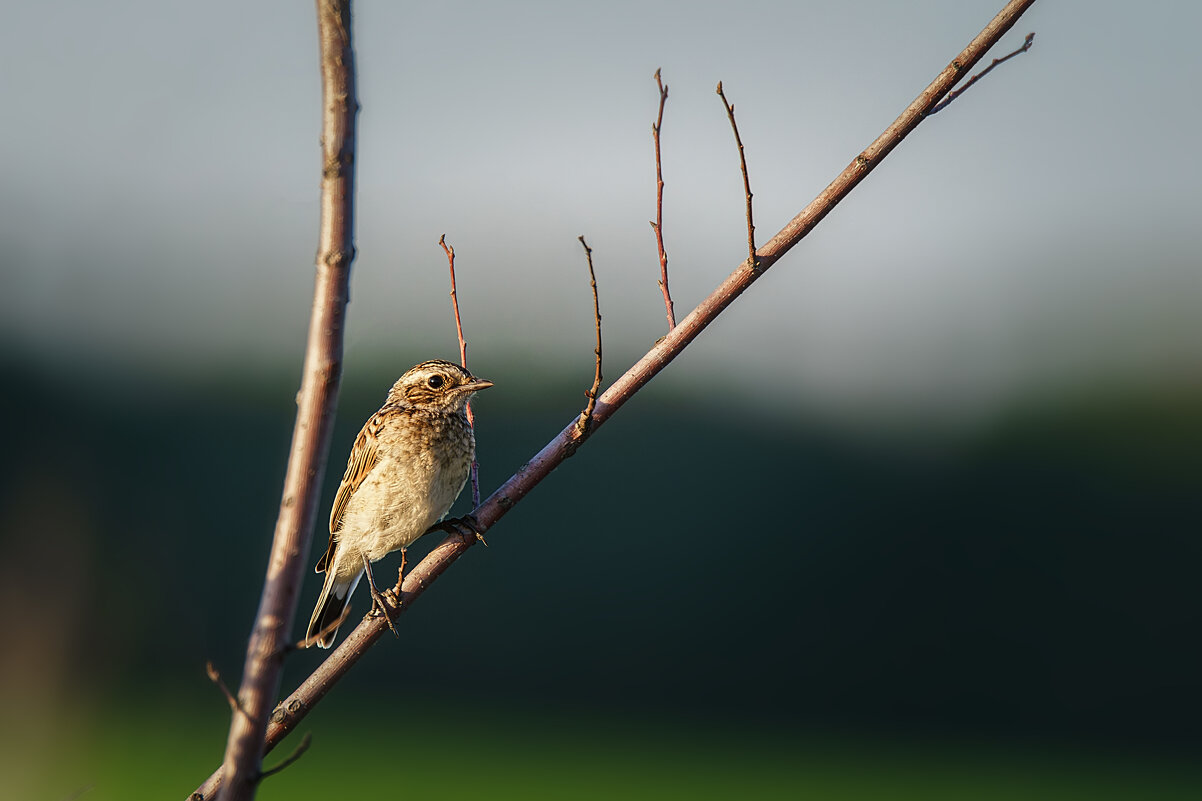 Луговой Чекан - Alex Bush