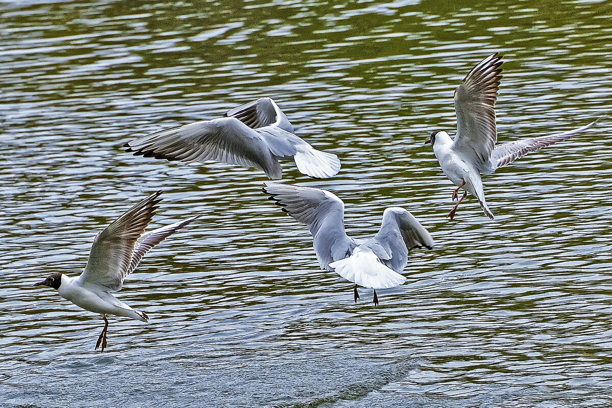 Чайки. - Александр 