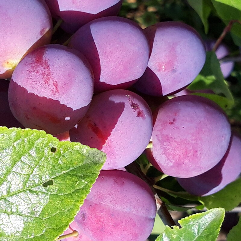 Август. - Венера Чуйкова Август. - Венера Чуйкова