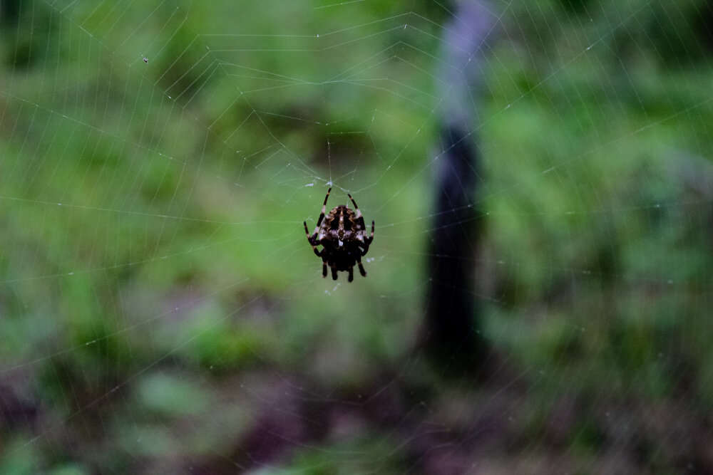 Ткач - Светлана SvetNika17 Ткач - Светлана SvetNika17