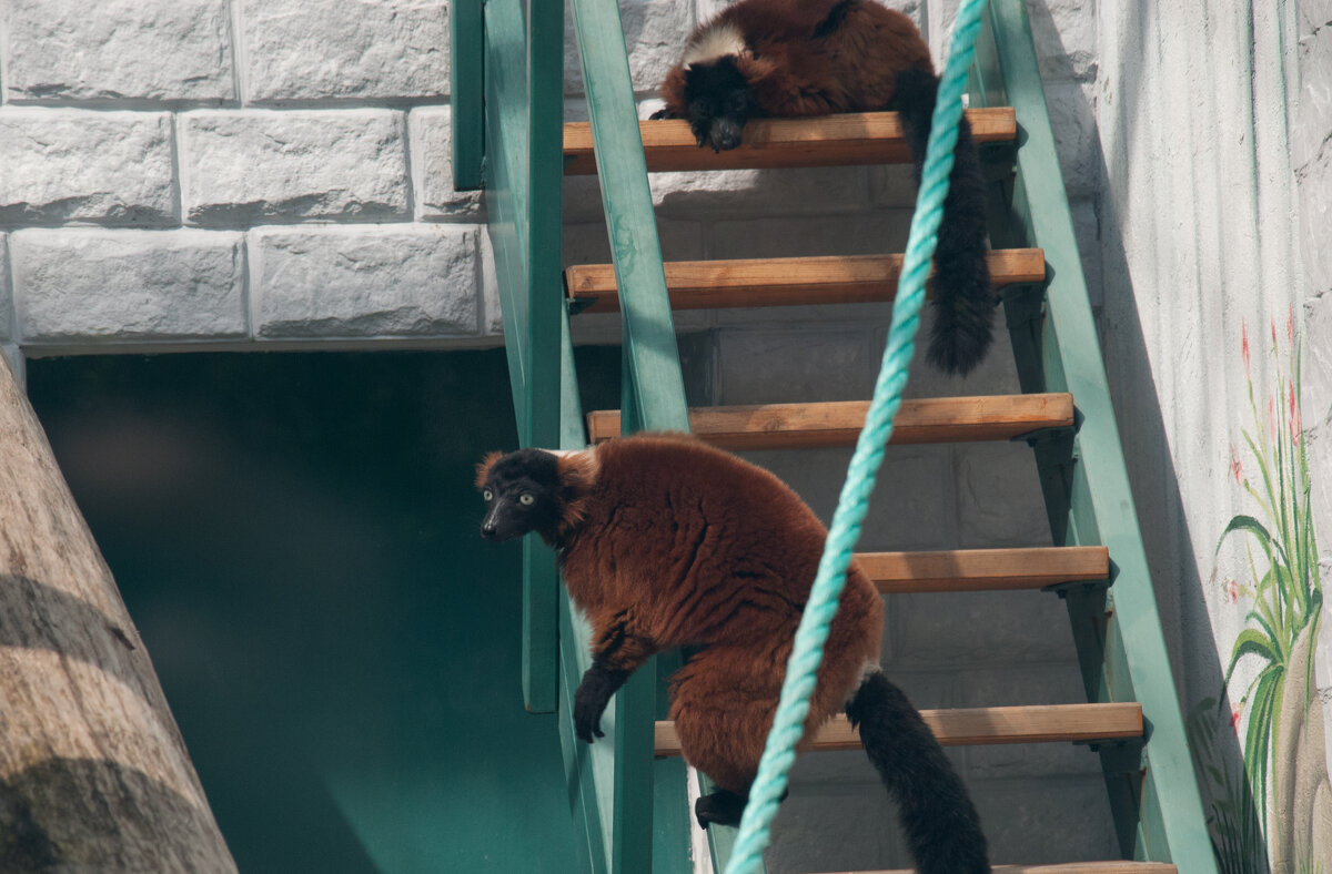 Калининград. Зоопарк - Андрей 